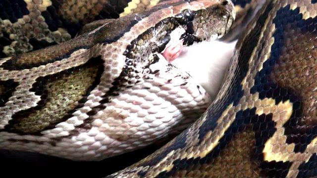 Python snake eating a mouse, extremly close up video