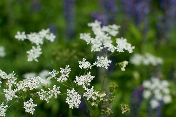 
Cow Parsley (Anthriscus sylvestris). Belarus.