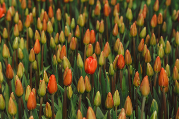 Field of red tulips