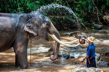 CHIANG MAI, THAILAND - JUNE 3, 2018 : Unidentified Mahout bathe and clean the elephant in the river, The activitiy at MAESA ELEPHANT CAMP in Chiang Mai, Thailand.
