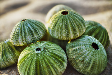 skeleton of a see urchins in shades of green color on a beach sand