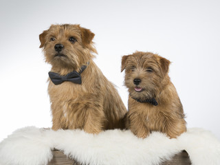 Funny dog picture. Two Norfolk terriers are wearing black bows.