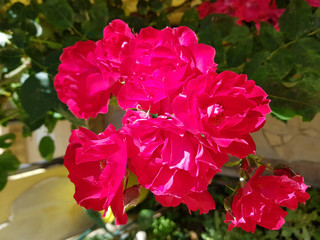 Roselline