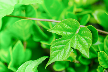 Fototapeta na wymiar Close up of green leaf nature background concept.