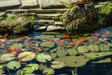 Japan Koifish Carp in Koi pond