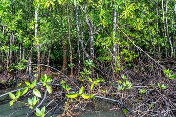 The roots mangrove trees along the sea, Mangrove forest and shallow waters in a Tropical island.