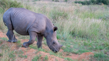 Baby Nashorn Kalb in Afrika