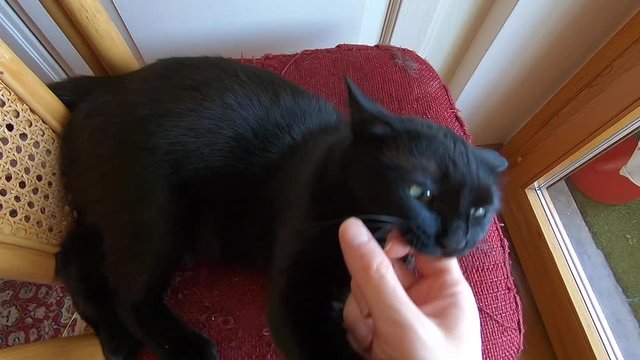 SLOW MOTION: Common, European black cat with green eyes playing with open paws and nails against the human hand, biting and scratching for fun. Concept of animal playful.