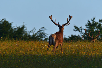 Deer stag with antler walking on the meadow 
