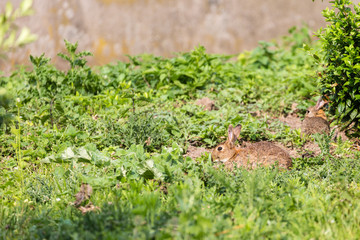 Rabbit