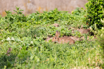 Rabbit