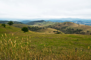 Pasture after rain  in New South Wales in Australia.