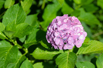 Obraz premium ピンク色のあじさいの花のアップ