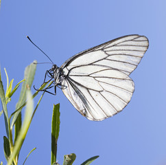 Butterfly Aporia crataegi