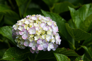 紫色のあじさいの花のアップ
