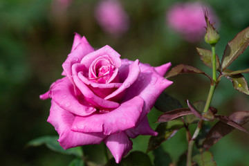 紫色のばらの花のアップ	