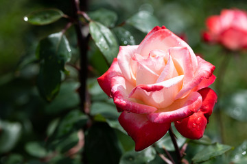 赤と白のばら「丹頂」の花のアップ	