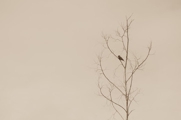 A lonely bird sits on a leafless tree with sepia background 