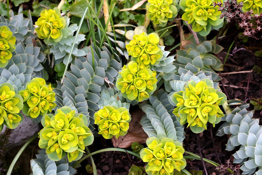 Gelbe Blüten der Wolfsmilchpflanze, Euphorbia myrsinites