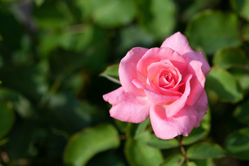 ピンク色のばら「芳純」のアップ	