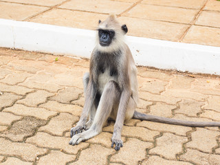 Langur monkey or gray langur or Hanuman langur (Semnopithecus entellus)  sitting on the pavement in Anuradhapura ancient city, Sri Lanka.