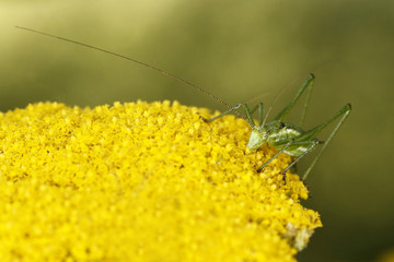 Kleine grüne Heuschrecke bei der Futteraufnahme © fine pics