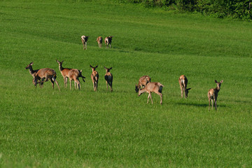 Naklejka na ściany i meble Stag deer bellows in rut season on the meadow keep watching his deerskin flock