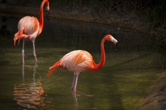Flamingos or flamingoes in a pond