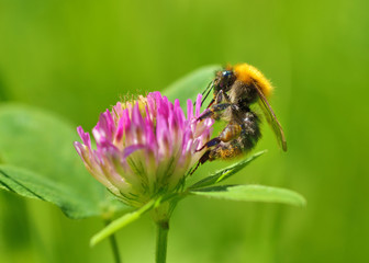 A bumblebee collects nectar from a flower.