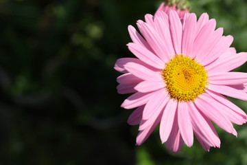 Fototapeta premium Daisy pink