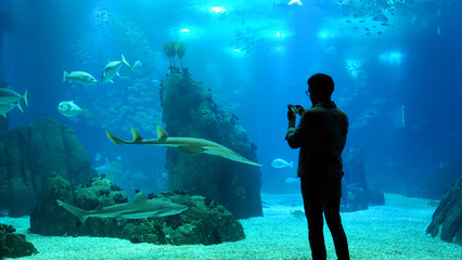 Silhouette of a man in an aquarium