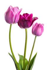 Obraz premium Flowers tulips with lilac-violet hues isolated on white background