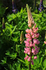 Lupin pink