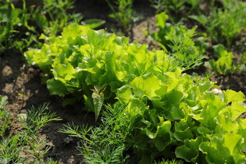 Fototapeta premium Green lettuce leaves in the garden