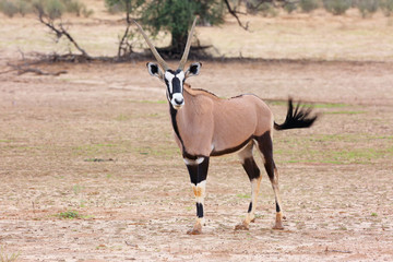 Naklejka na ściany i meble The gemsbok or gemsbuck (Oryx gazella) in the deser. Gemsbok standing in the rain.