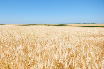 yellow wheat field and clear sky is in the bright sunny day, beautiful summer landscape