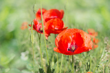 Red poppy flower ,green nature background