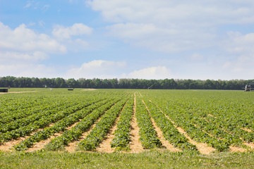 Fototapeta na wymiar Strawberry field. Agriculture background