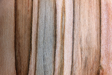 Textured Background of Dark and Light Striped Ambrosia Maple Wood