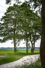 Obraz premium Green trees along winding road