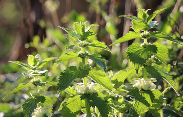 The beautiful backlit spring flowers of Lamium album, also called white nettle or white dead-nettle.