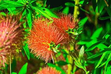 Flowers and plants of southern Italy. Wonderful and amazing around us.