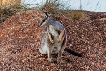 The black-flanked rock-wallaby (Petrogale lateralis) in the Devils Marbles Conservation Reserve, Northern Territory, Australia