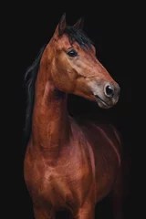 Foto auf Acrylglas Dunkelbraun Porträt von Orlov Traberpferd auf schwarzem Hintergrund