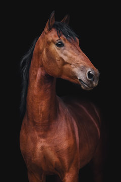 Fototapeta Portrait of Orlov trotter horse on a black background