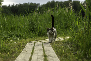 The cat with green eyes in green grass