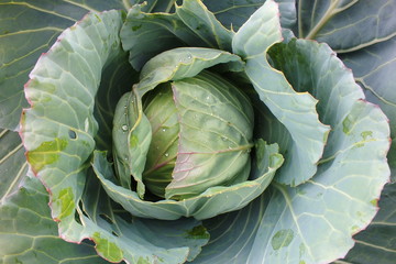 Obraz premium cabbage