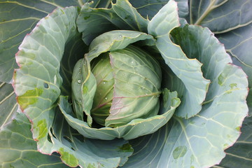 cabbage