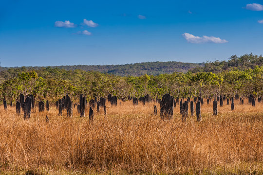 Magnetic termite mounds, Litchfield National Park, Northern Territory, Australia