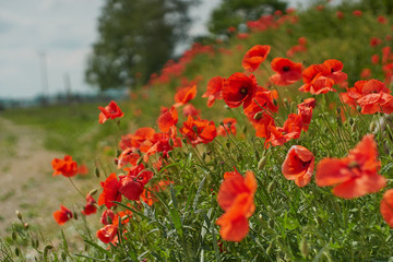 Red poppy flowers. Poppy flowers and blue sky in a field with bees and bumblebees